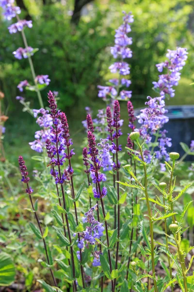 Arka plan veya doku Salvia nemorosa Caradonna Balkan Clary, Nepeta fassenii altı Hills dev, aslanağzı, romantik bir rustik tarzda bir ülke yazlık bahçesinde karanfil. — Stok fotoğraf