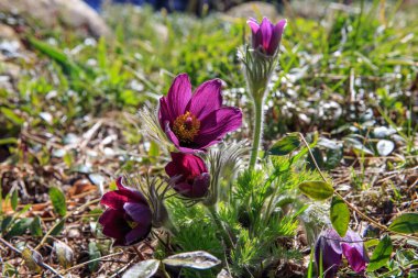 pasqueflower, Bahar çiçek açan çiçek, renkli bitki makro, rüya otu, menekşe mavi ilk bahar çiçek, açık.