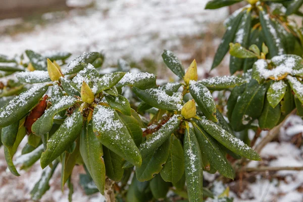 Frostbedeckter Rhododendron im Winter. — Stockfoto