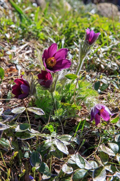 Pasqueflower, spring blooming flower, colorful plant macro, dream grass, violet blue first spring flowers, outdoor. — Stock Photo, Image