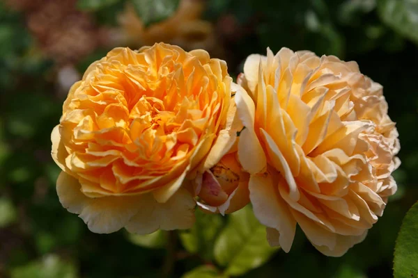 Blühende Gelbe Orangefarbene Englische Rosen Garten Einem Sonnigen Tag Austin — Stockfoto