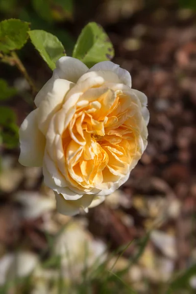 Blommande Gul Orange Engelska Rosor Trädgården Solig Dag Austin Rose — Stockfoto