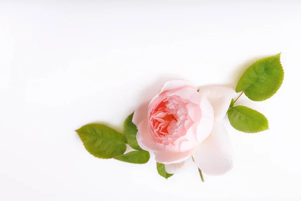 Beautiful English Rose Flower White Background Greeting Card Invitation Light — Stock Photo, Image