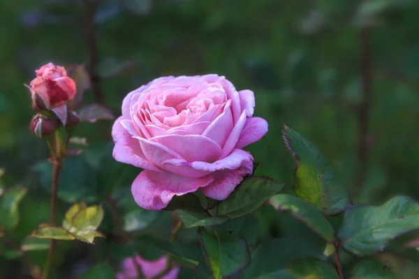Piękny jasny róż róż w ogrodzie — Zdjęcie stockowe