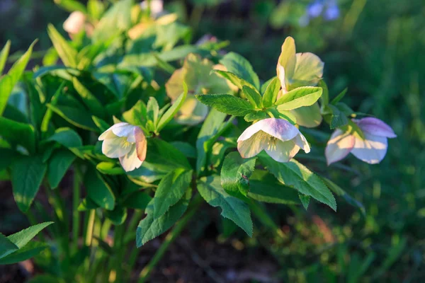 Hellebore blanco Helleborus hybridus con manchas púrpuras en un jardín . — Foto de Stock