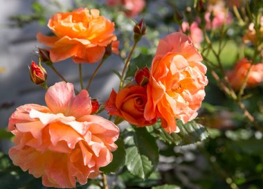 Bahçedeki güzel turuncu ve kırmızı güller