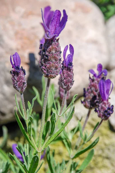 Lavenders flores, Lavanda é francês, ou amplamente leaved, lat. Lavandula stoechas — Fotografia de Stock