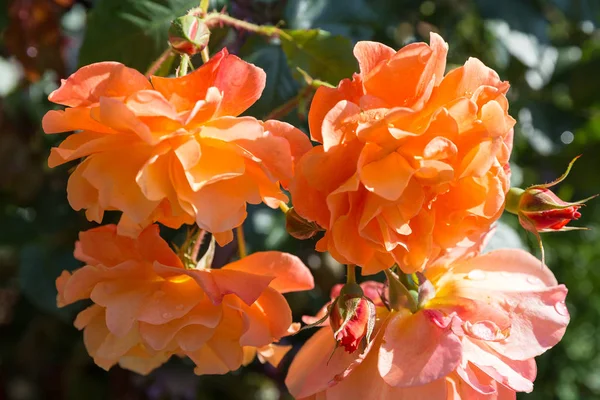 Hermosas rosas naranjas y rojas en un jardín — Foto de Stock