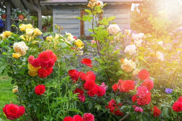 Blumenbeet aus roten, gelben, orangefarbenen Rosen auf dem Hintergrund eines kleinen Holzhauses, rustikaler Stil, Sommerfrische im Freien. attraktiver englischer Garten — Stockfoto