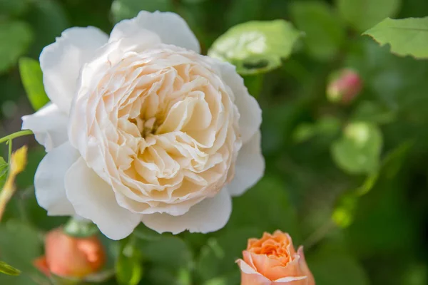 Hermosa rosa blanca en un jardín — Foto de Stock