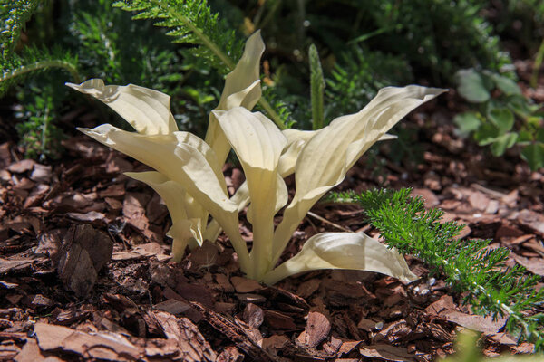 Hosta with white leaves variety White Feather in early spring, young beautiful leaves in the sun.