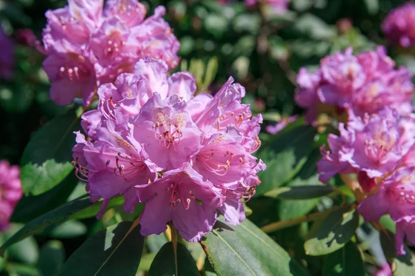 Flor rosa de Rhododendron borrosa que florece fresca en la luz de la mañana. Flor de rododendro rosa . — Foto de Stock