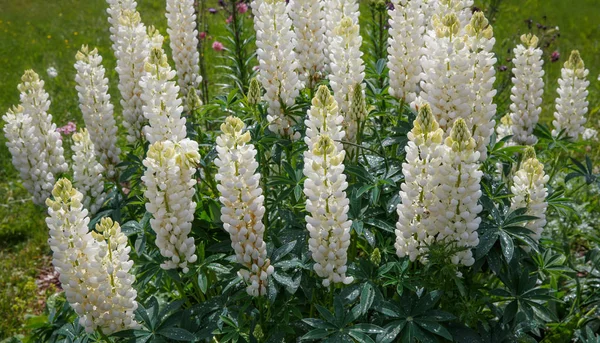 A lot of white lupines in the garden. Summer background — Stock Photo, Image