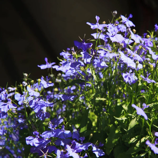 青いロベリア サファイアの末尾の花やエッジング ロベリア、ザンクトガレン、スイス連邦共和国の庭ロベリア。そのラテン語名はルリミゾカクシ 'サファイア'、南アフリカ共和国、マラウイ、ナミビアへのネイティブ. — ストック写真
