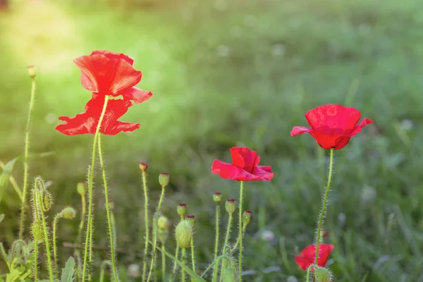 Poppies field in rays sun — Stock Photo, Image