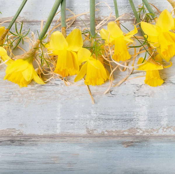 Borde floral de primavera, hermosas flores de narcisos frescos, aislar — Foto de Stock