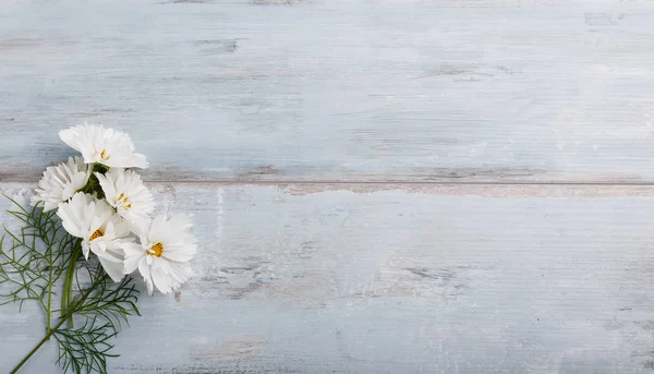 Un mazzo di fiori bianchi cosmea o cosmo con nastro su tavole bianche. Giardino fiori gialli su sfondo tavolo in legno fatto a mano. Sullo sfondo con spazio di copia . — Foto Stock
