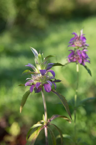 Bálsamo de abeja, limón Monarda citriodora flores medicinales . — Foto de Stock