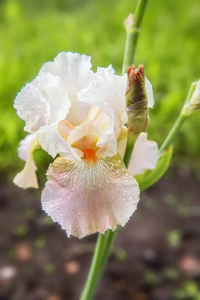 Bearded Iris in botanical garden, Latvia — Stock Photo, Image