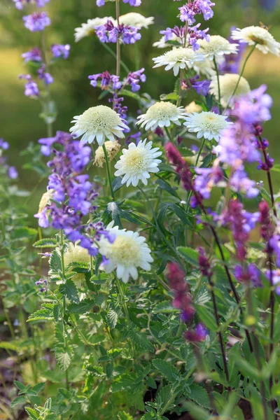 Tło lub tekstury z Salvia nemorosa Balkan Clary 'Caradonna', 'Six Hills olbrzymie', snapdragon, goździków w kraju ogród w stylu rustykalnym romantyczny fassenii Nepeta. Łotwa — Zdjęcie stockowe