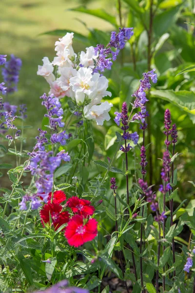 Pozadí nebo textury šalvěj hajní "Caradonna" balkánské Clary, Nepeta fassenii "Šest Hills Giant", Hledík, karafiát v zemi Venkovská zahrada v romantickém rustikálním stylu. Lotyšsko — Stock fotografie