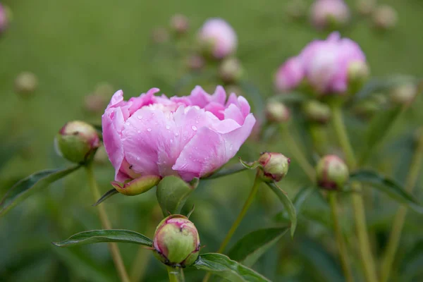 Peonías rosas románticas en el jardín de primavera . — Foto de Stock