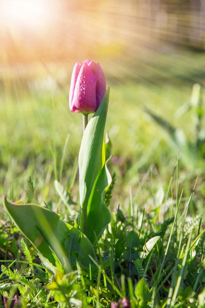 Spring flower pink tulip in the garden under the rays of the sun. — Stock Photo, Image