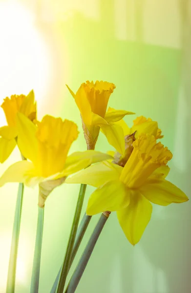 Spring floral border, beautiful fresh daffodils flowers — Stock Photo, Image