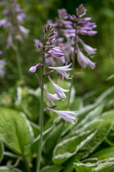 Violetti kukat kukkivat hosta Hosta undulata — kuvapankkivalokuva