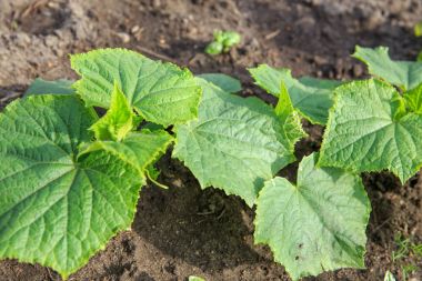 Sebze Bahçesi. Ülke stil.