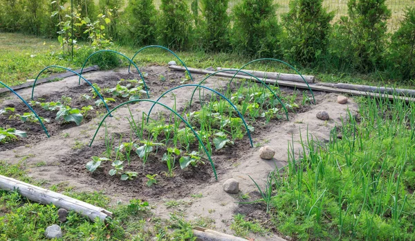 Vegetable garden. Country style.