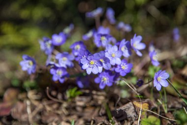 Ortak mantarı, mantarı nobilis Bahçe, ilk bahar çiçek. Mavi çiçekler Nisan closeup - yeşil yumuşak ışık ve arka plan bulanık ile atış makro bir bahar ormandaki Bluebells çiçeklenme