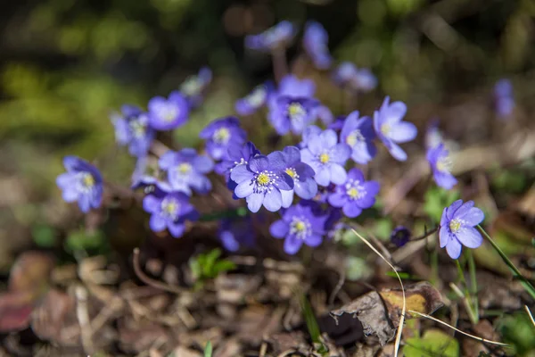 Common Hepatica, Hepatica nobilis in garden,First spring flower. Blue flowers blooming in April closeup - Bluebells in a spring forest, macro shot with green soft light and blurred background — Stock Photo, Image