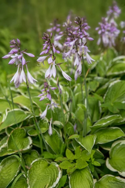 Lila virágok virágzó hosta Hosta undulata — Stock Fotó