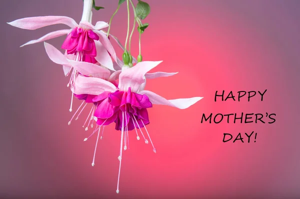 Щасливий текстовий знак дня матері на рожевих тюльпанах на білому сільському дерев'яному фоні. концепція вітальної листівки. чуттєвий ніжний жіночий образ. весняні квіти плоскі лежали — стокове фото