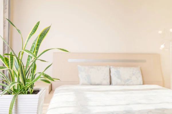 Wohn- und Gartenkonzept von Sansevieria trifasciata oder Schlangenpflanze im Schlafzimmer — Stockfoto