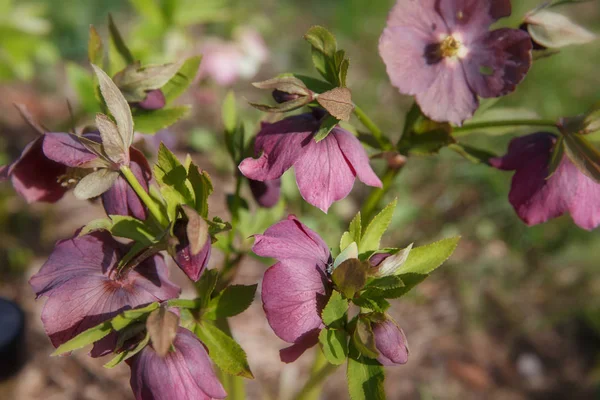 The first spring day. Blooming flowers hellebore in a sunny day, also known as Christmas or Lenten rose. Helleborus Double Ellen Purple — Stock Photo, Image