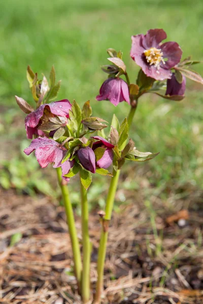 O primeiro dia de primavera. Flores florescendo heléboro em um dia ensolarado, também conhecido como Natal ou Quaresma aumentou. Helleborus Double Ellen Purple — Fotografia de Stock