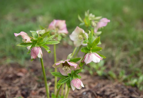 The first spring day. Blooming flowers hellebore in a sunny day, also known as Christmas or Lenten rose. Helleborus Double Ellen Pink — Stock Photo, Image