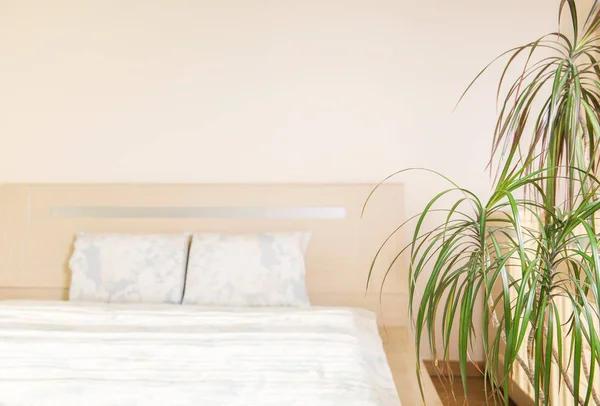 Wohn- und Gartenkonzept von Sansevieria trifasciata oder Schlangenpflanze im Schlafzimmer — Stockfoto