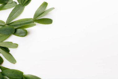 tropikal Zygocactus beyaz zemin üzerine bırakır.