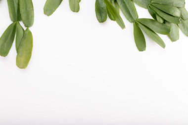 tropikal Zygocactus beyaz zemin üzerine, düz yatıyordu, en iyi görünüm bırakır.