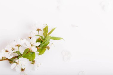 Beyaz ahşap arka planda şenlikli çiçek kompozisyonu. Genel Görünüm