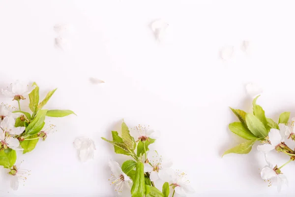 하얀 나무 배경에 꽃이 피어 있다. 머리 위에서 본 광경 스톡 사진