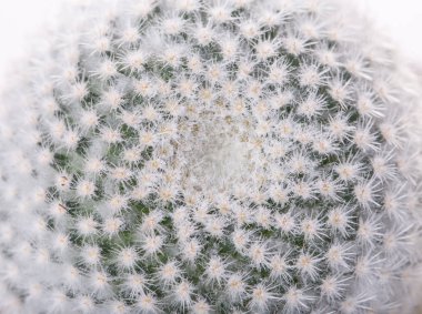 Closeup görünümü arka plan üstten görünüm olarak yeşil kaktüs