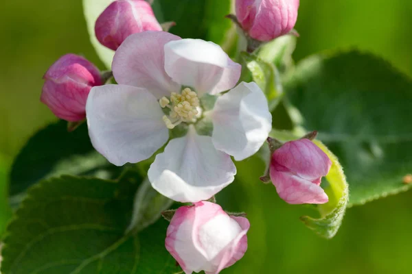 Apple tree flowers macro in nature — Stock Photo, Image