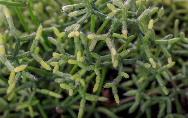 Closeup view of green cactus as a background top view — Stock Photo, Image