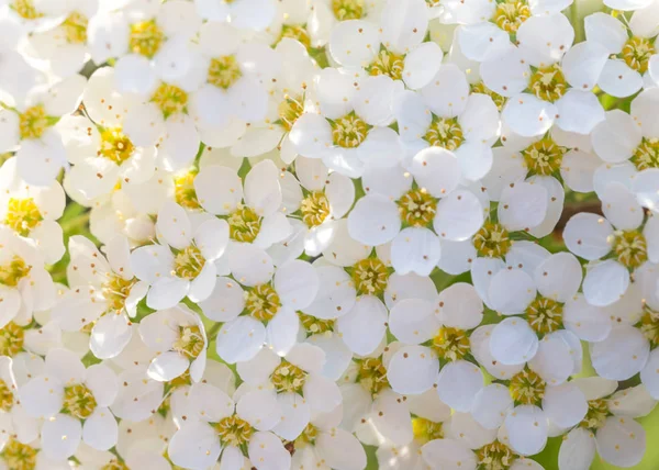 Flores brancas bonitas florescendo em um jardim — Fotografia de Stock