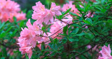 Pembe mercan Japon rhododendronu, rhododendronların fidanlığında yemyeşil çiçekler..