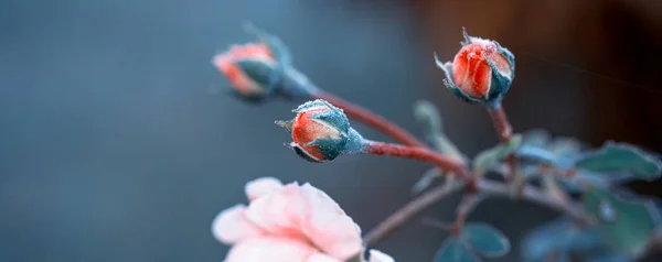 Invierno en el jardín. Hoarfrost en los pétalos de una rosa rosa, la primera helada . —  Fotos de Stock